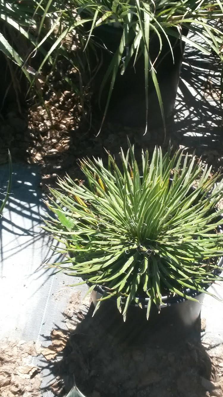 Photo for Agave geminiflora (Twin-flowered Agave)