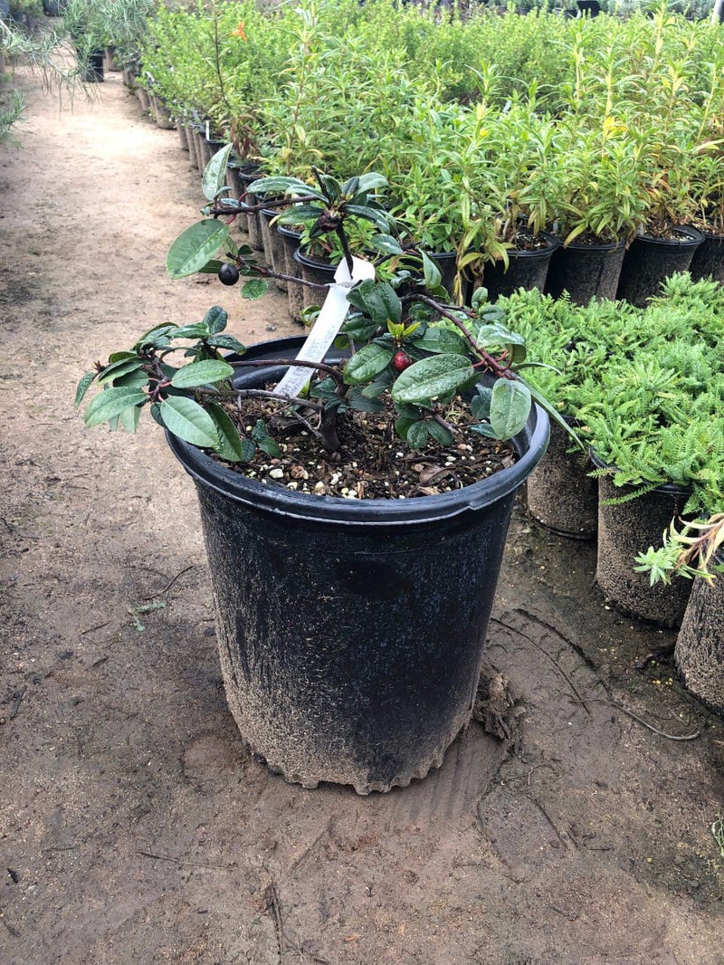 Photo for Rhamnus californica 'Eve Case' (Eve Case Coffeeberry)