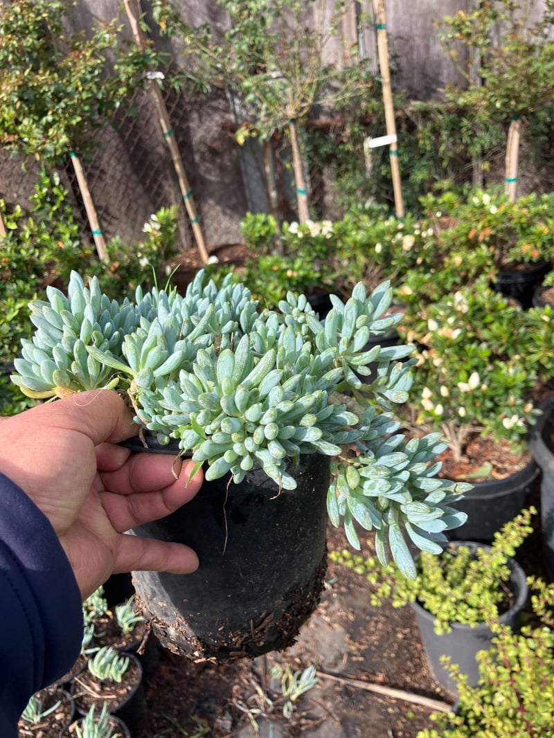 Photo for Senecio serpens (Blue Chalksticks)