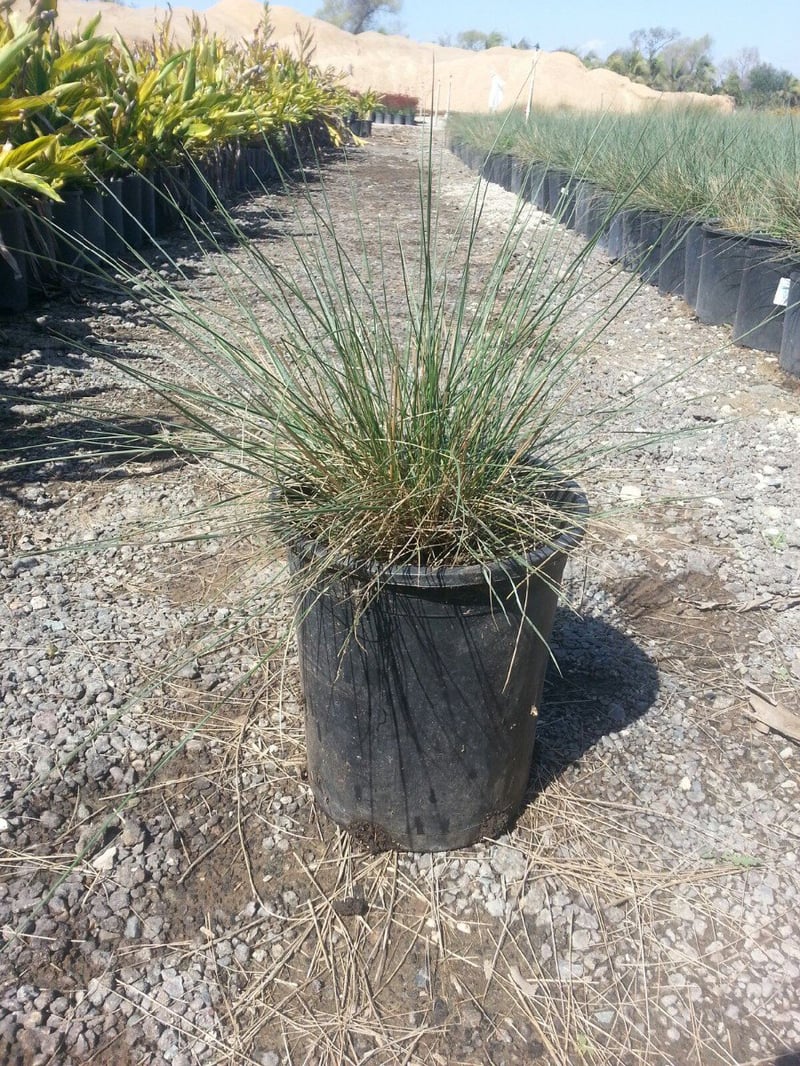Photo for Muhlenbergia capillaris 'Lenca' (Regal Mist Pink Muhly Grass)