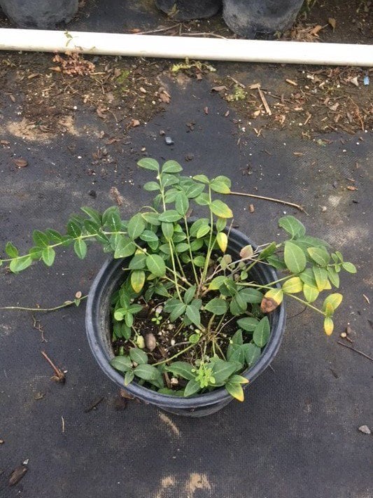 Photo for Vinca minor (Periwinkle, Myrtle)