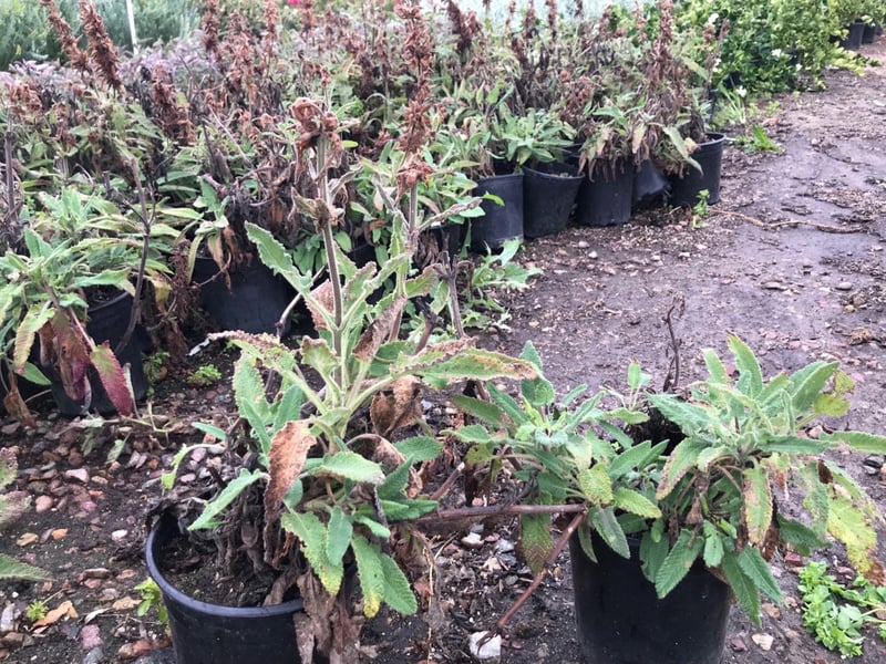 Photo for Salvia spathacea (Hummingbird Sage, Pitcher Sage)