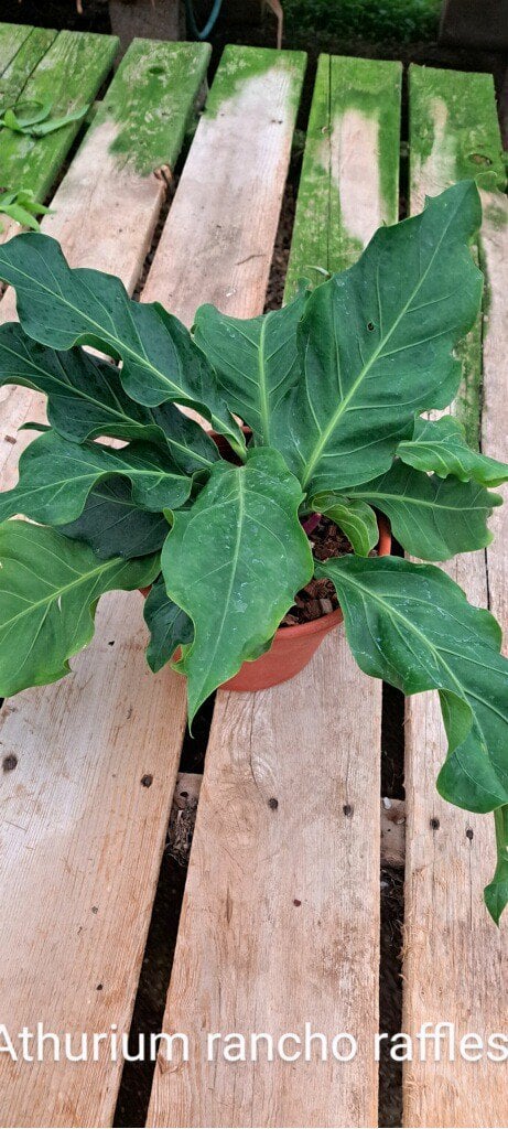 Photo for Anthurium plowmanii ‘Rancho Ruffles’ (Rancho Ruffles Anthurium)