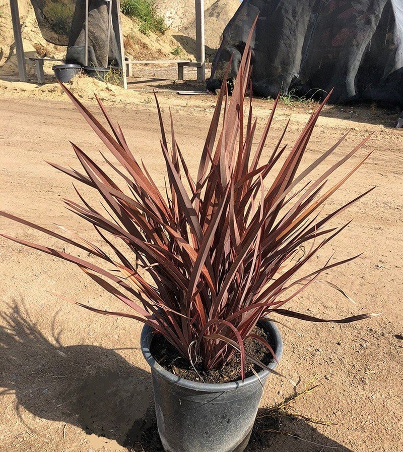 Photo for Phormium 'Amazing Red' (Amazing Red New Zealand flax)