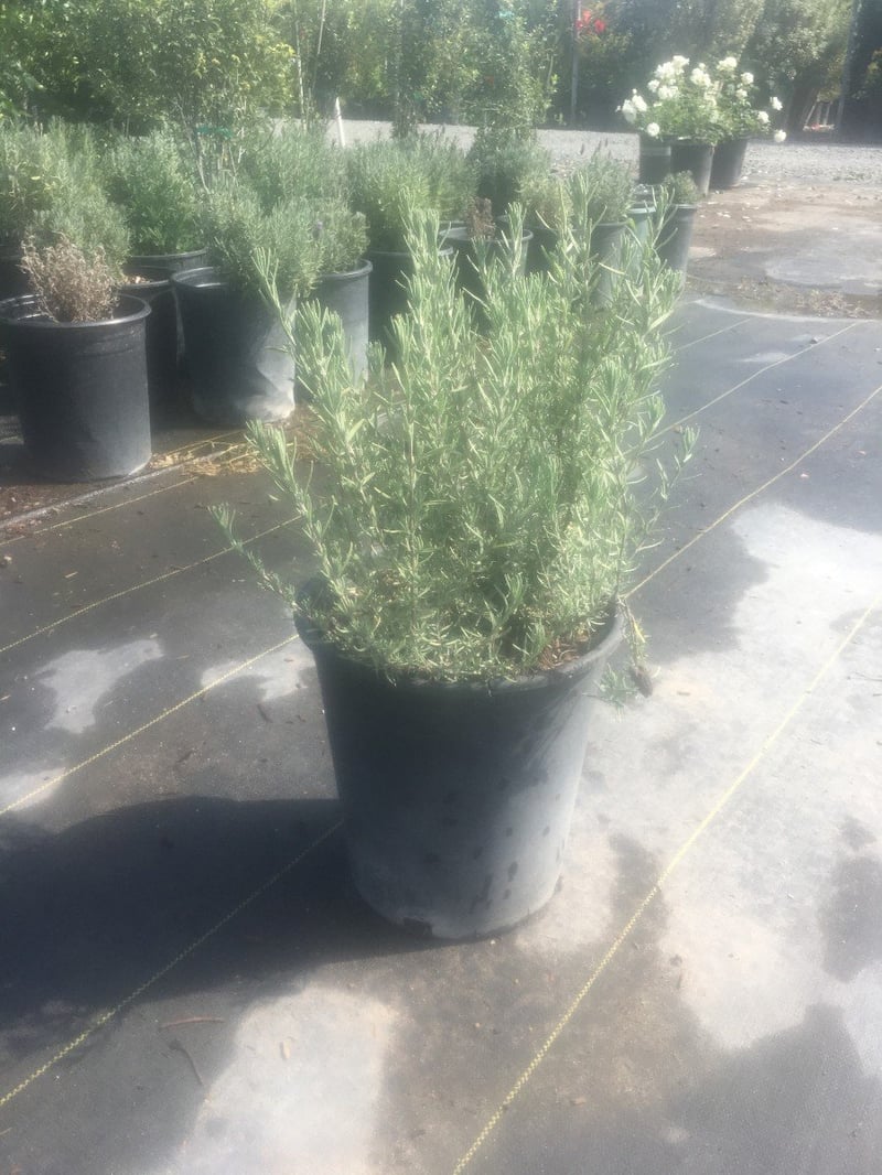Photo for Lavandula stoechas (Spanish Lavender)
