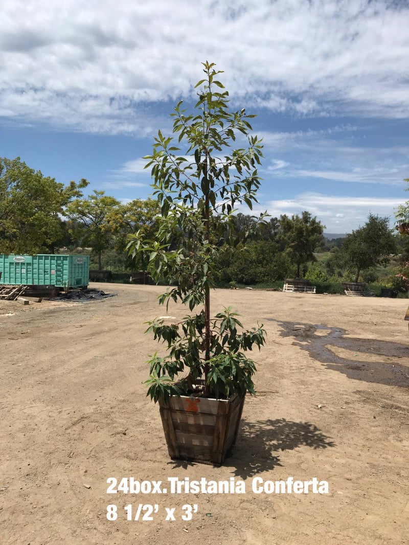 Photo for Lophostemon confertus (Standard) (Brisbane Box)