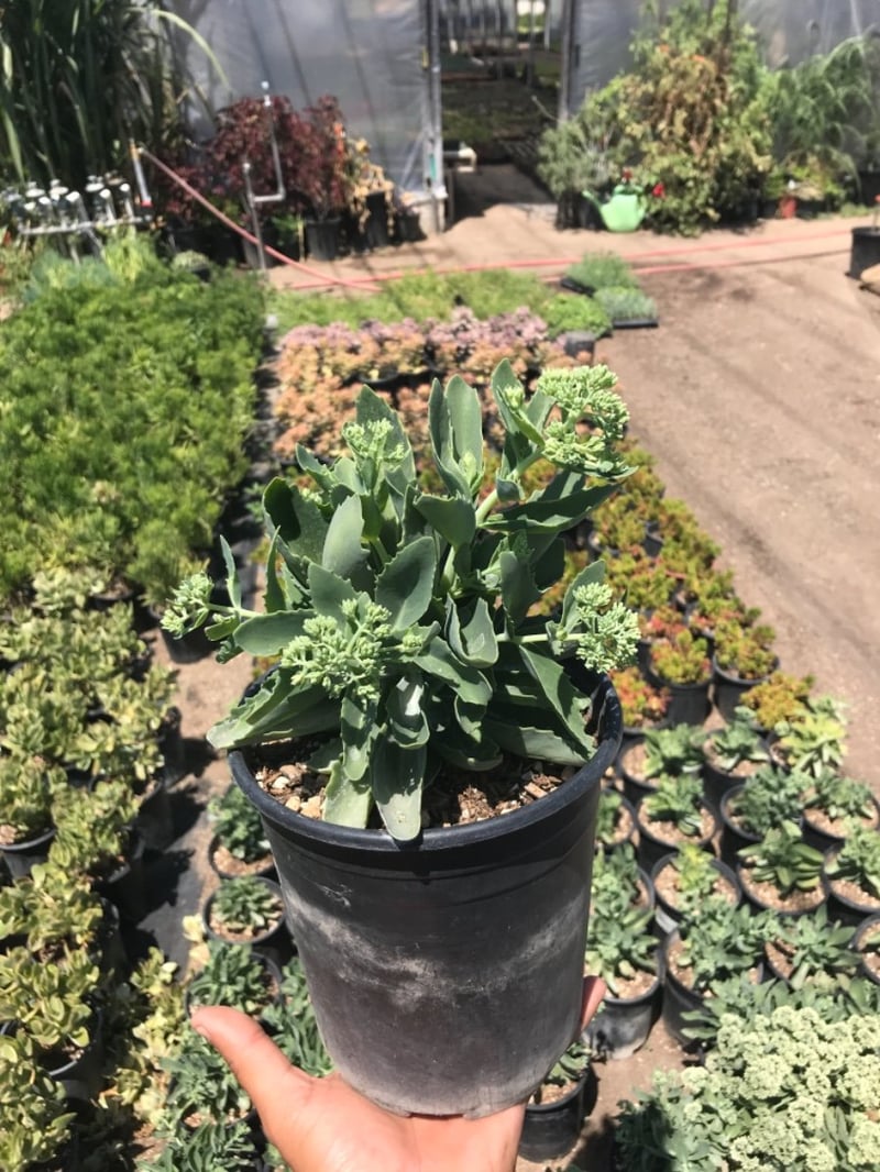 Photo for Sedum spectabile 'Autumn Joy' (Autumn Joy Stonecrop)