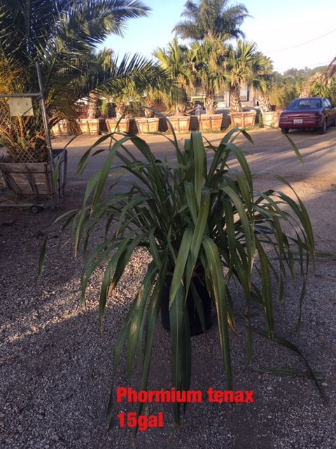 Photo for Phormium tenax (New Zealand Flax)