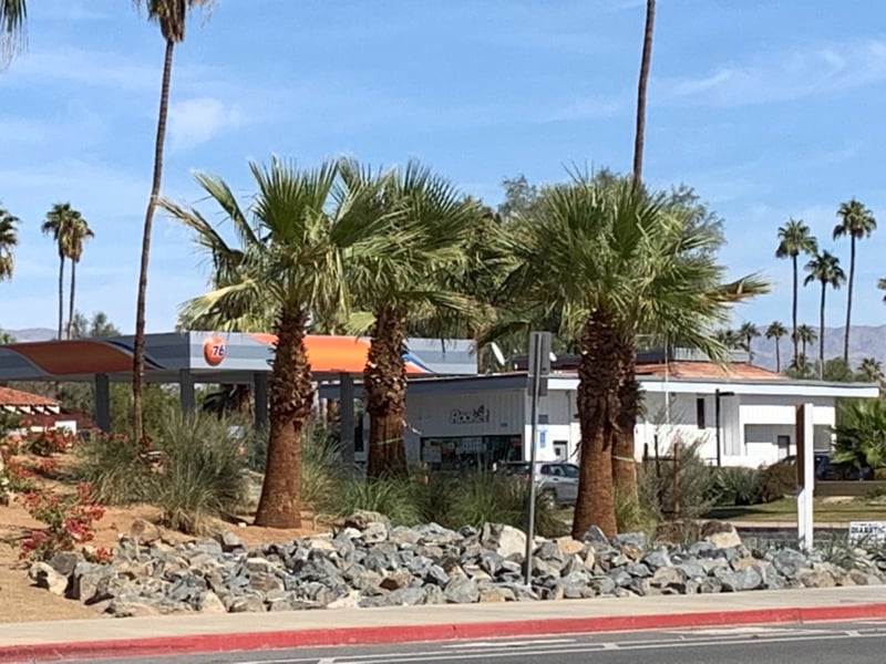 Photo for Washingtonia filifera (California Fan Palm)