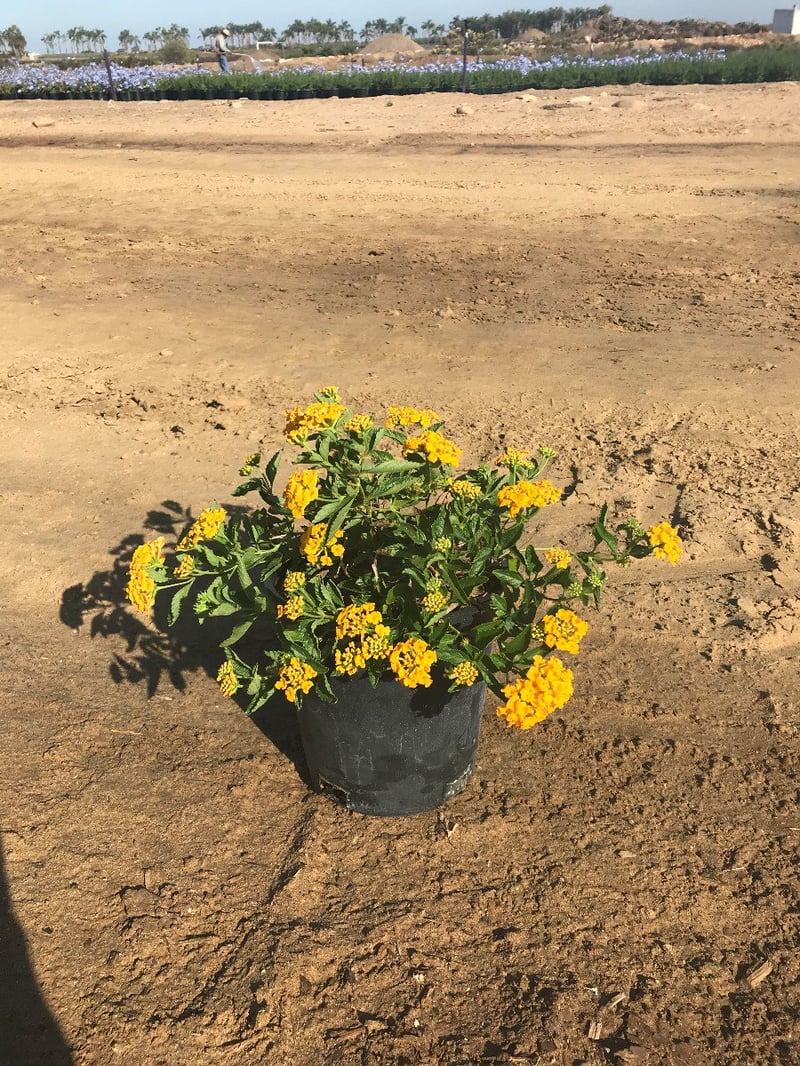 Photo for Lantana camara ‘Gold Mound’ (Gold Mound Lantana)