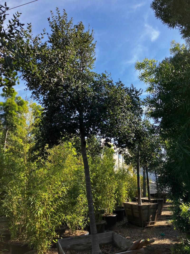 Photo for Quercus agrifolia (California Live Oak)