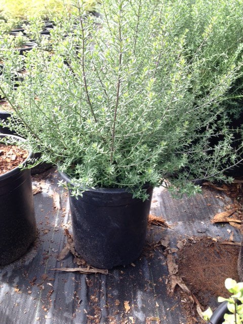 Photo for Westringia fruticosa 'Blue Gem' (Blue Gem Coast Rosemary)