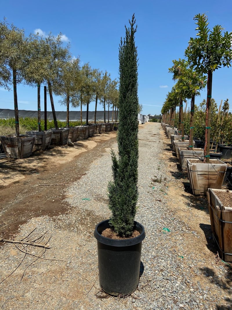 Photo for Cupressus sempervirens 'Compacta' (Dwarf Italian Cypress)
