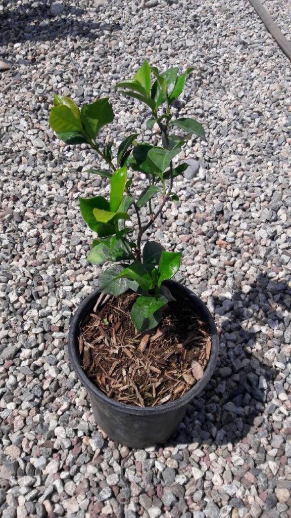 Photo for Trachelospermum jasminoides (Star Jasmine)