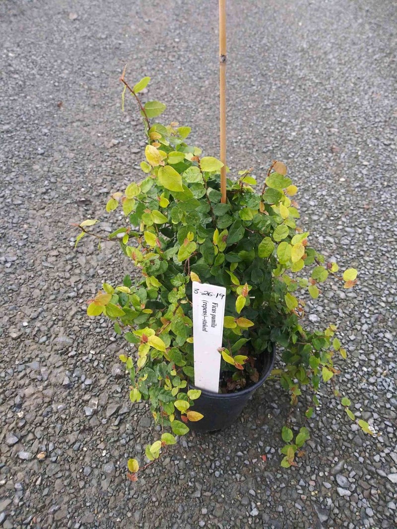 Photo for Ficus repens (Creeping Fig)