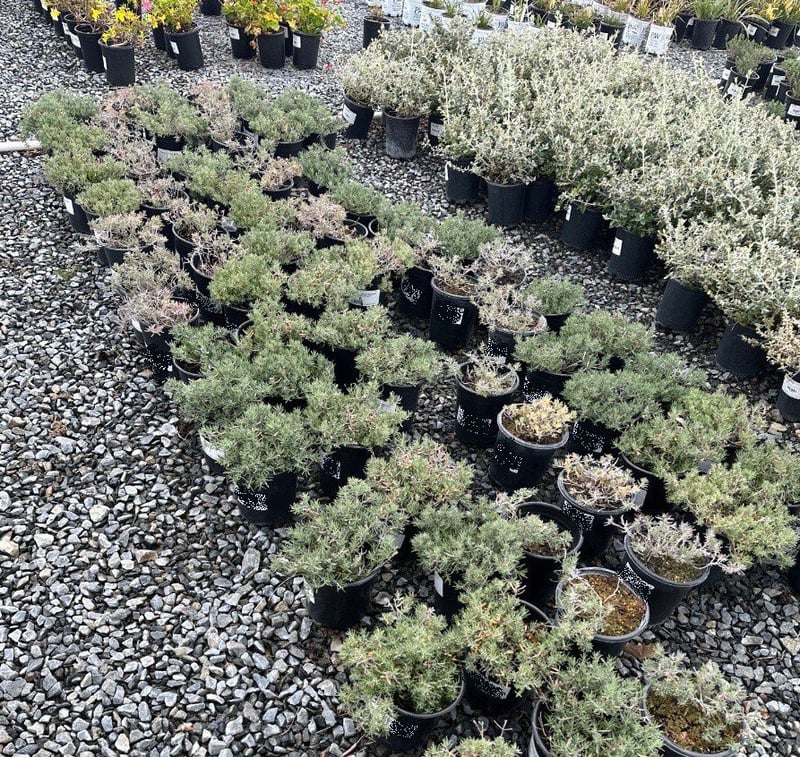 Photo for Teucrium cossonii (Majorcan Teucrium)