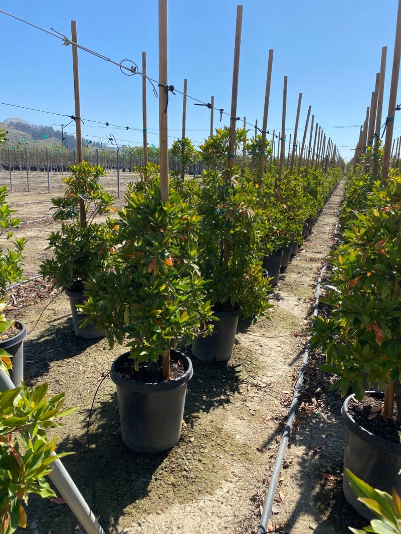 Photo for Elaeocarpus decipiens (Japanese Blueberry Tree)