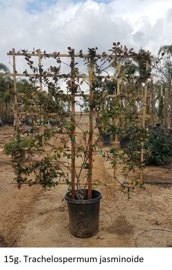 Photo for Trachelospermum jasminoides (Espalier) (Espaliered Star Jasmine)