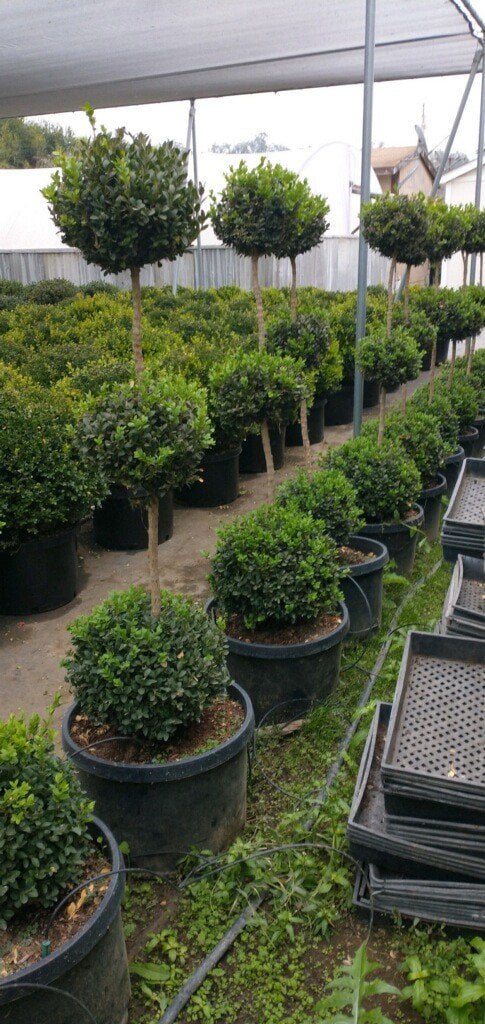 Photo for Buxus sempervirens 'Green Mountain' (Three-Tier Topiary) (3-Tier Green Mountain Boxwood Topiary)