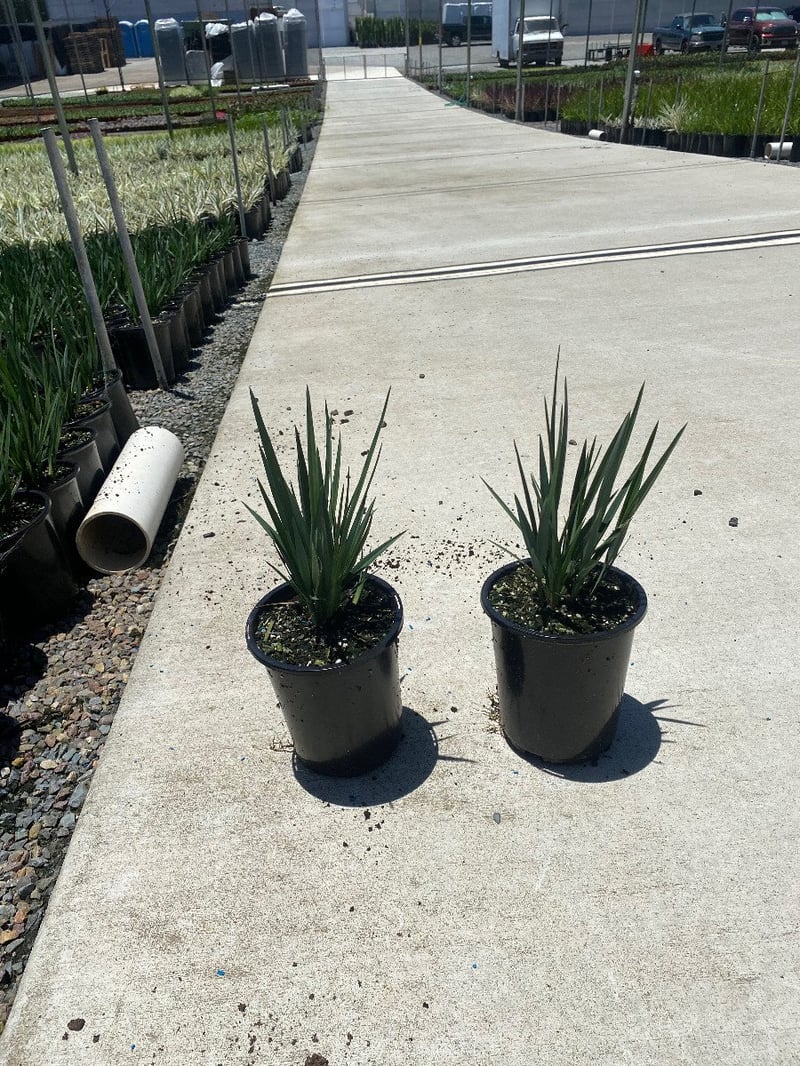 Photo for Dianella revoluta 'Little Rev' (Little Rev Flax Lily)