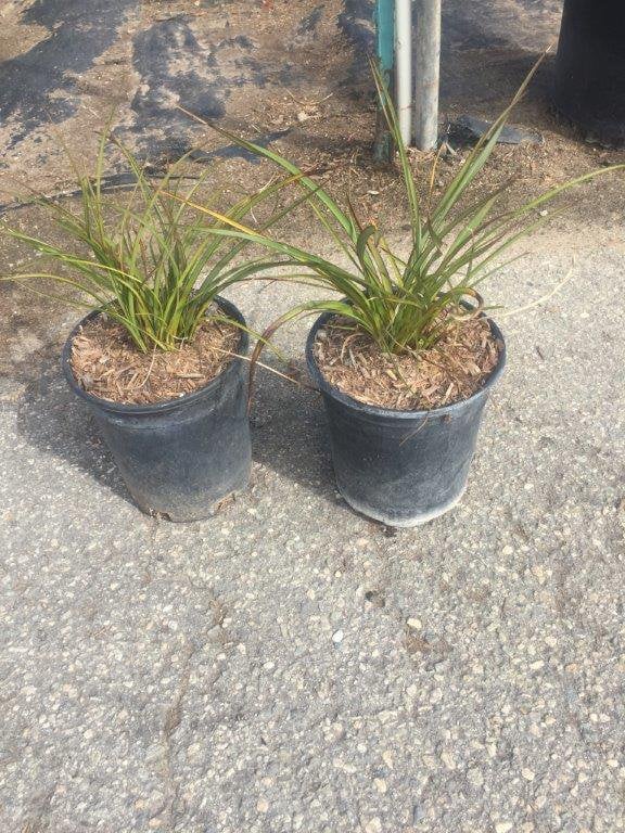 Photo for Phormium tenax ‘Tom Thumb’ (Tom Thumb New Zealand Flax)