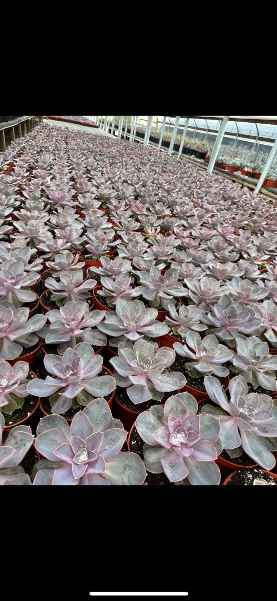 Photo for Echeveria 'Perle von Nurnberg' (Perle von Nurnberg Echeveria)