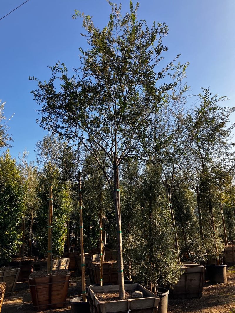 Photo for Ulmus Parvifolia 'True Green' (Standard) (True Green Chinese Elm)