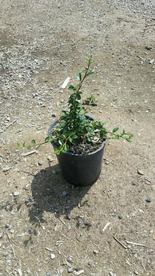 Photo for Cotoneaster dammeri 'Lowfast' (Lowfast Bearberry Cotoneaster)