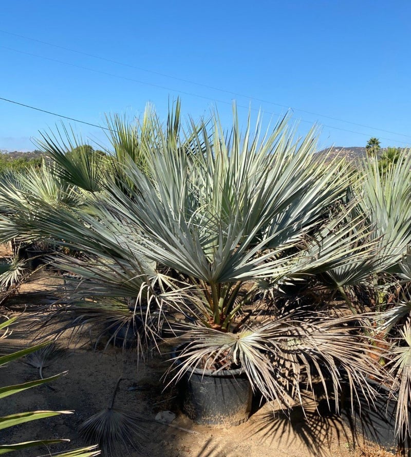 Photo for Brahea edulis (Guadalupe Palm)