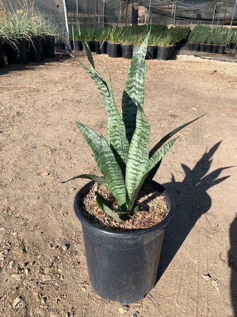 Photo for Sansevieria trifasciata (Snake Plant, Mother-in-Law's Tongue)