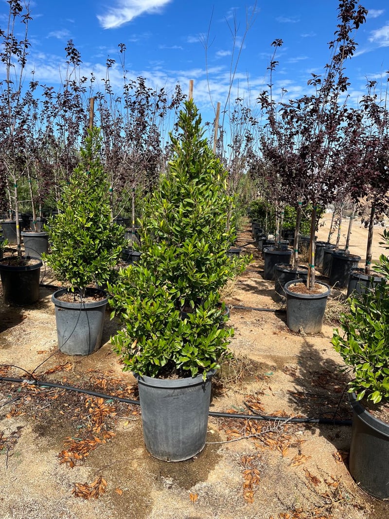 Photo for Prunus caroliniana 'Bright 'n Tight' ('Compacta') (COLUMN) (Bright 'N Tight ('Compacta') Carolina Laurel Cherry)