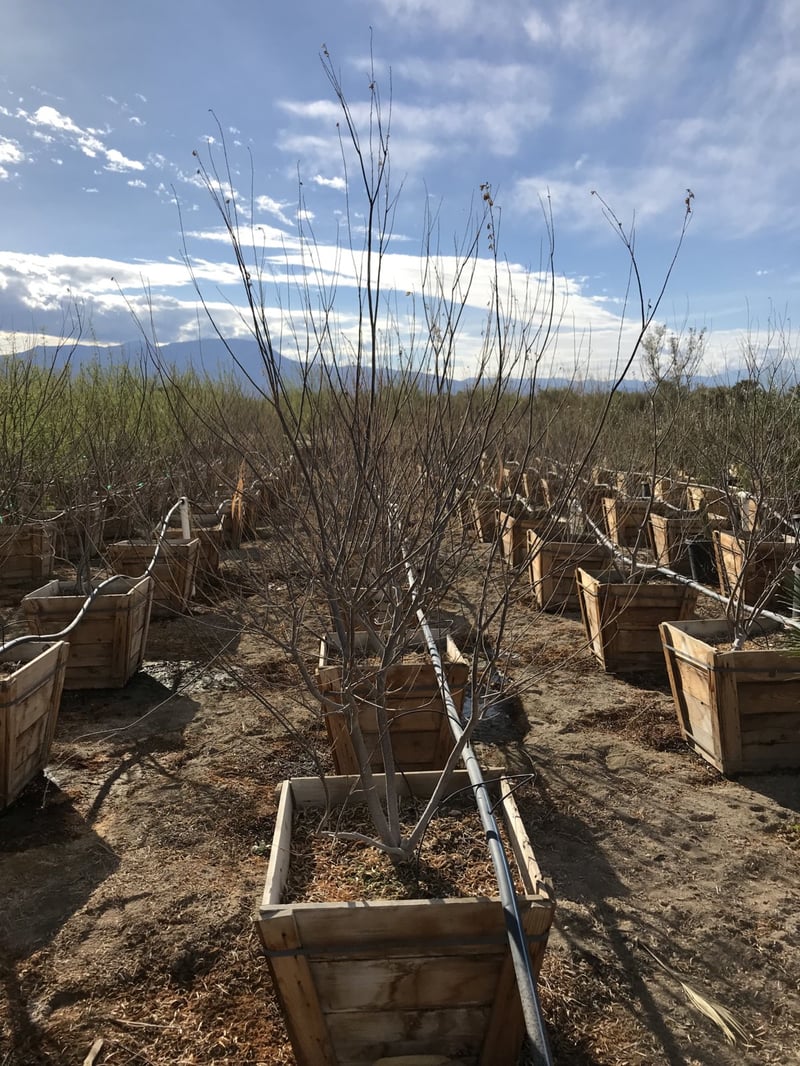 Photo for Chilopsis linearis (Multi) (Desert Willow)