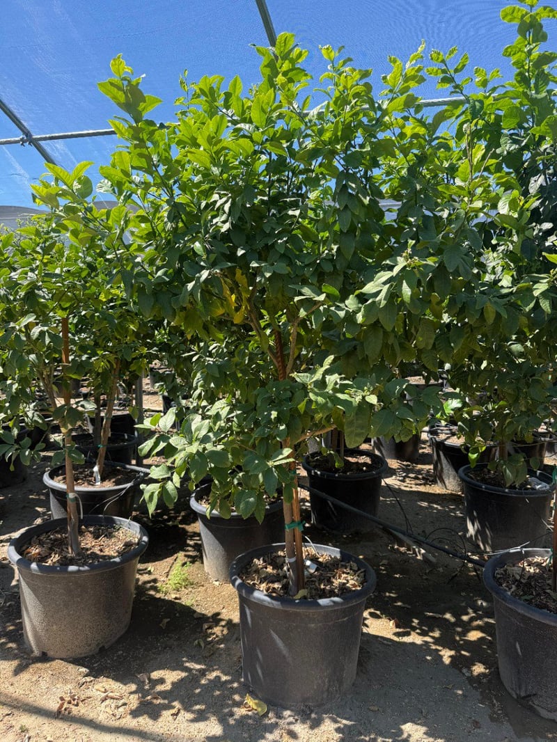 Photo for Citrus limon 'Eureka' (Eureka Lemon)