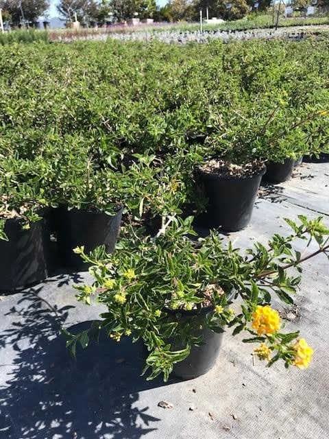 Photo for Lantana camara ‘Gold Mound’ (Gold Mound Lantana)