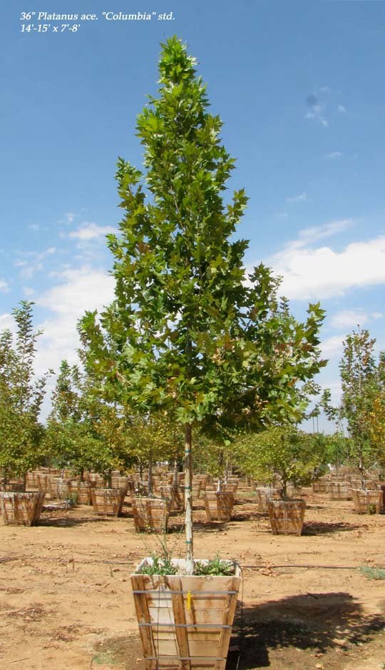 Photo for Platanus acerifolia 'Columbia' (Standard) (Columbia London Plane Tree)
