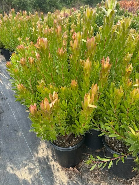 Photo for Leucadendron 'Safari Goldstrike' (Yellow Conebush)