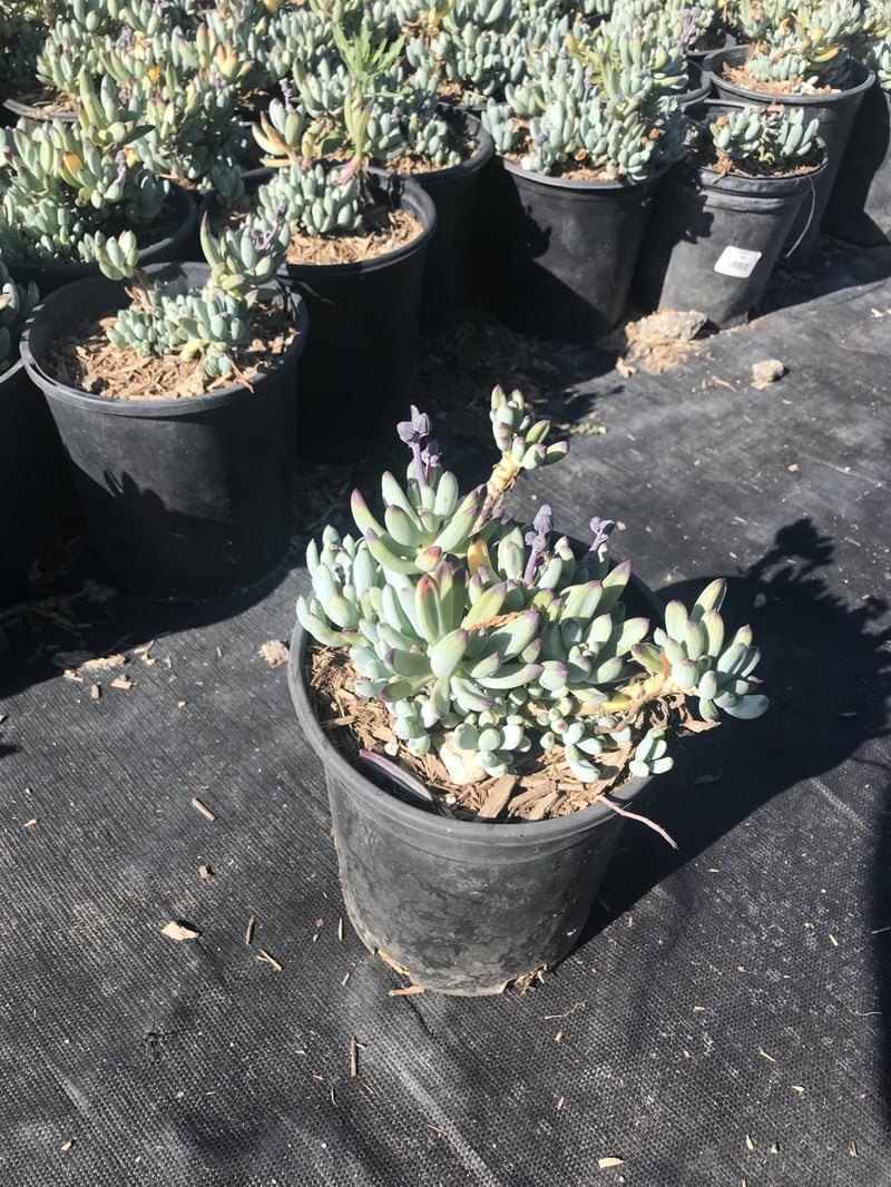 Photo for Senecio serpens (Blue Chalksticks)