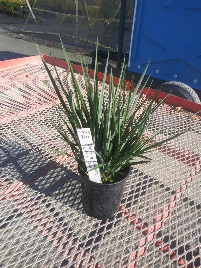 Photo for Dianella revoluta 'Little Rev' (Little Rev Flax Lily)
