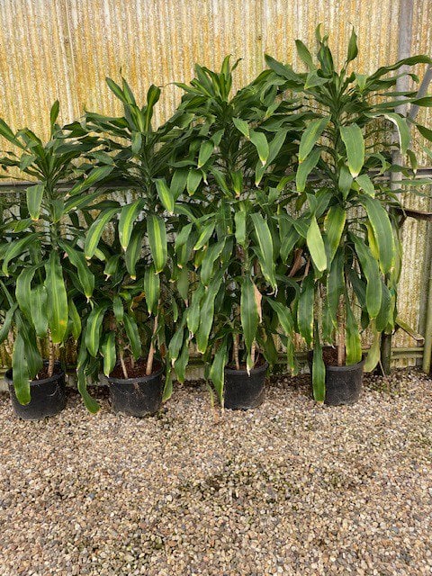 Photo for Dracaena fragrans 'Massangeana' (Corn Plant)