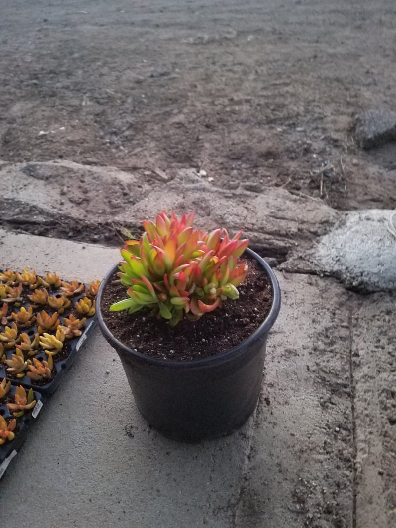 Photo for Crassula capitella 'Campfire' (Campfire Crassula, Crassula 'Blaze', C. 'Flame')