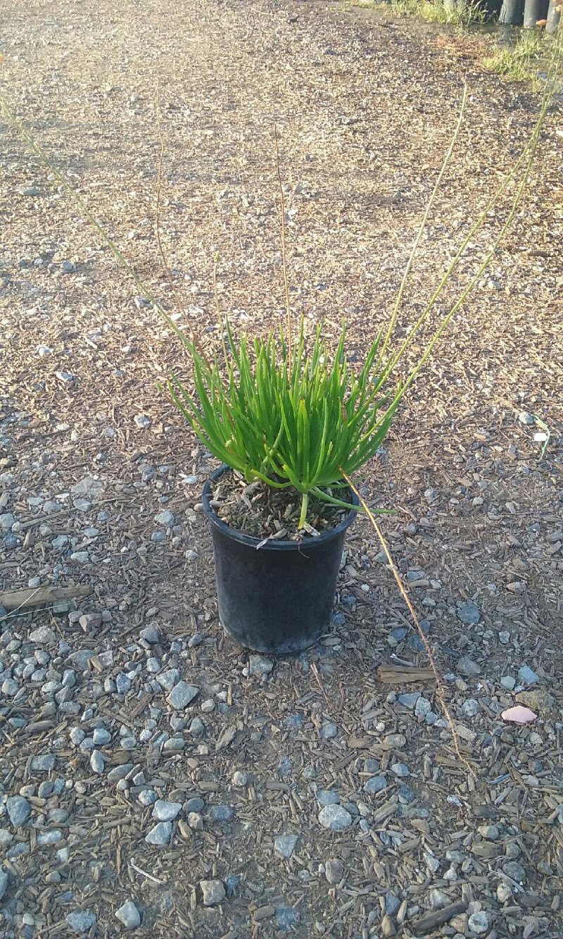 Photo for Bulbine frutescens 'Tiny Tangerine' (Tangerine Stalked Bulbine)
