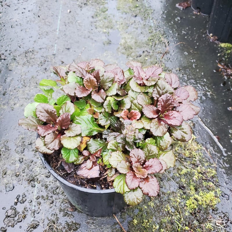 Photo for Ajuga reptans 'Bronze Beauty' (Bronze Beauty Carpet Bugle)