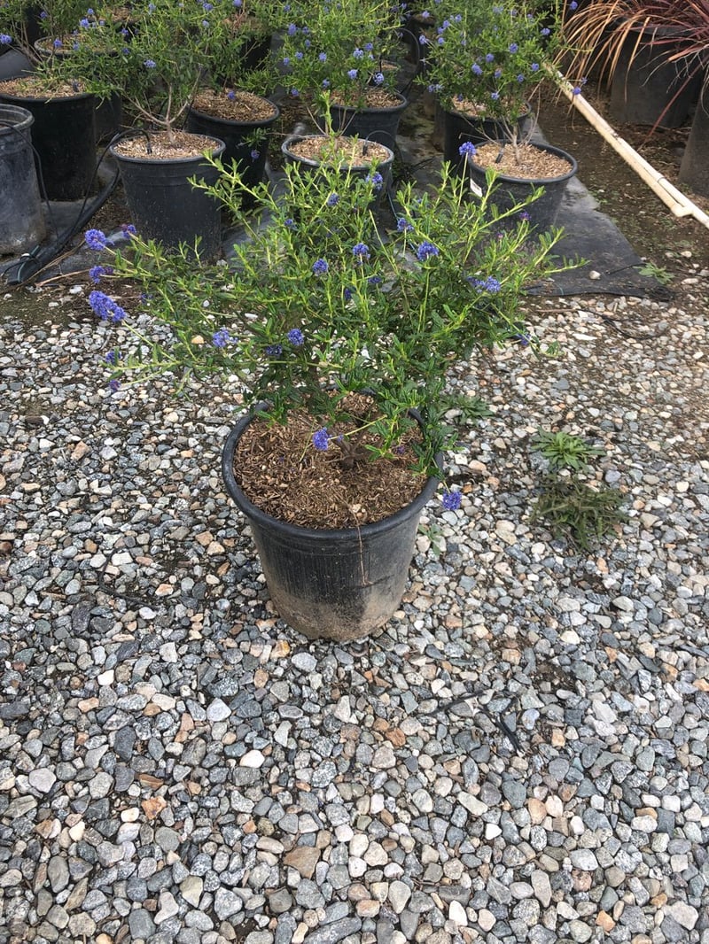 Photo for Ceanothus 'Concha' (Concha Hybrid Ceanothus)