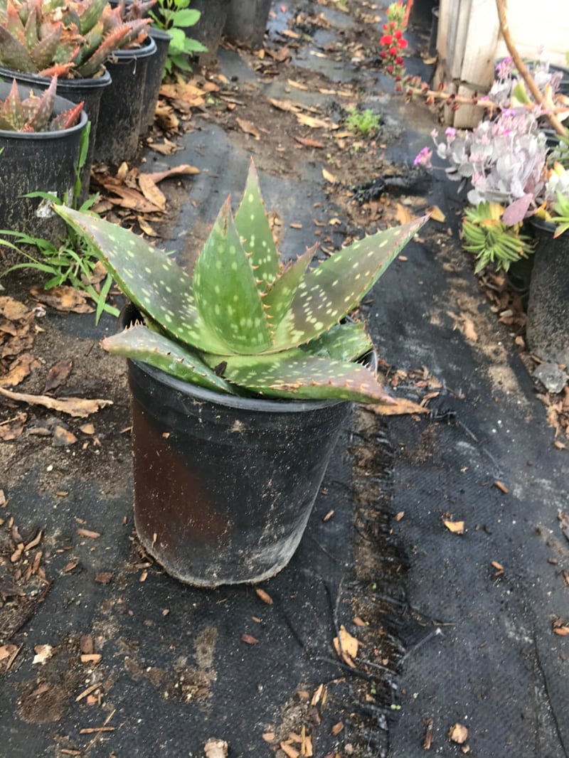 Photo for Aloe maculata (Soap Aloe)