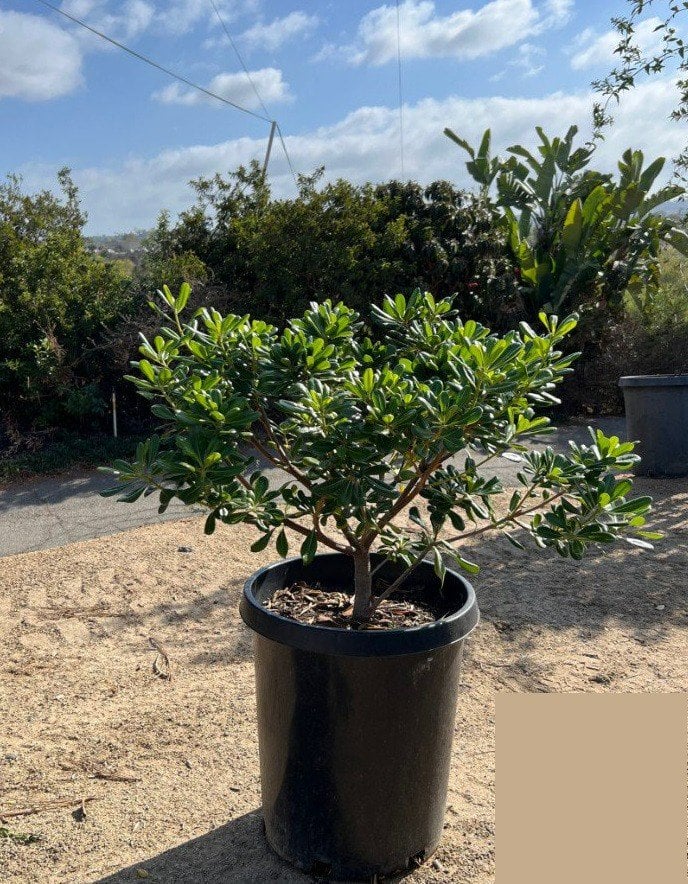 Photo for Pittosporum tobira (Japanese Mock Orange)