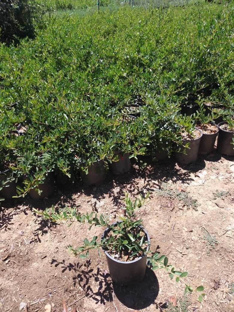 Photo for Pyracantha koidzumii 'Santa Cruz' (Red Berried Firethorn)