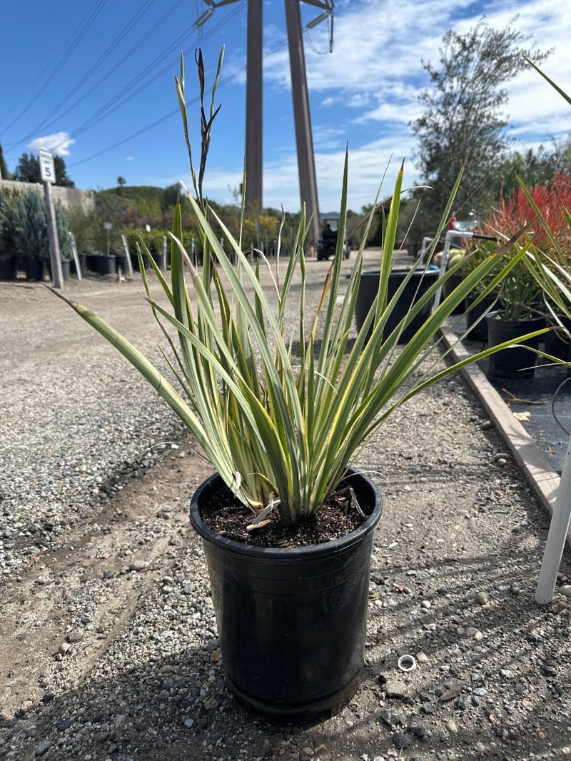 Photo for Dietes vegeta (African Iris)