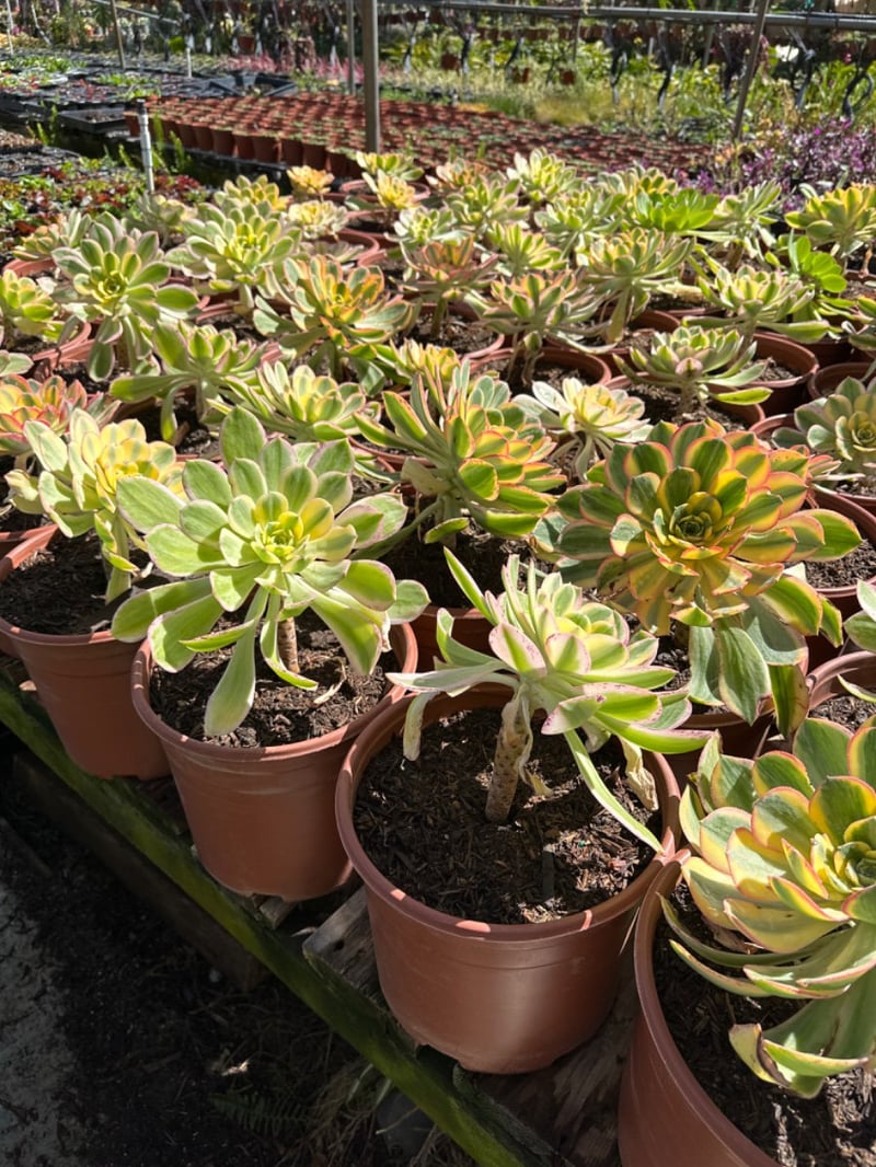 Photo for Aeonium 'Sunburst' (Copper Pinwheel)