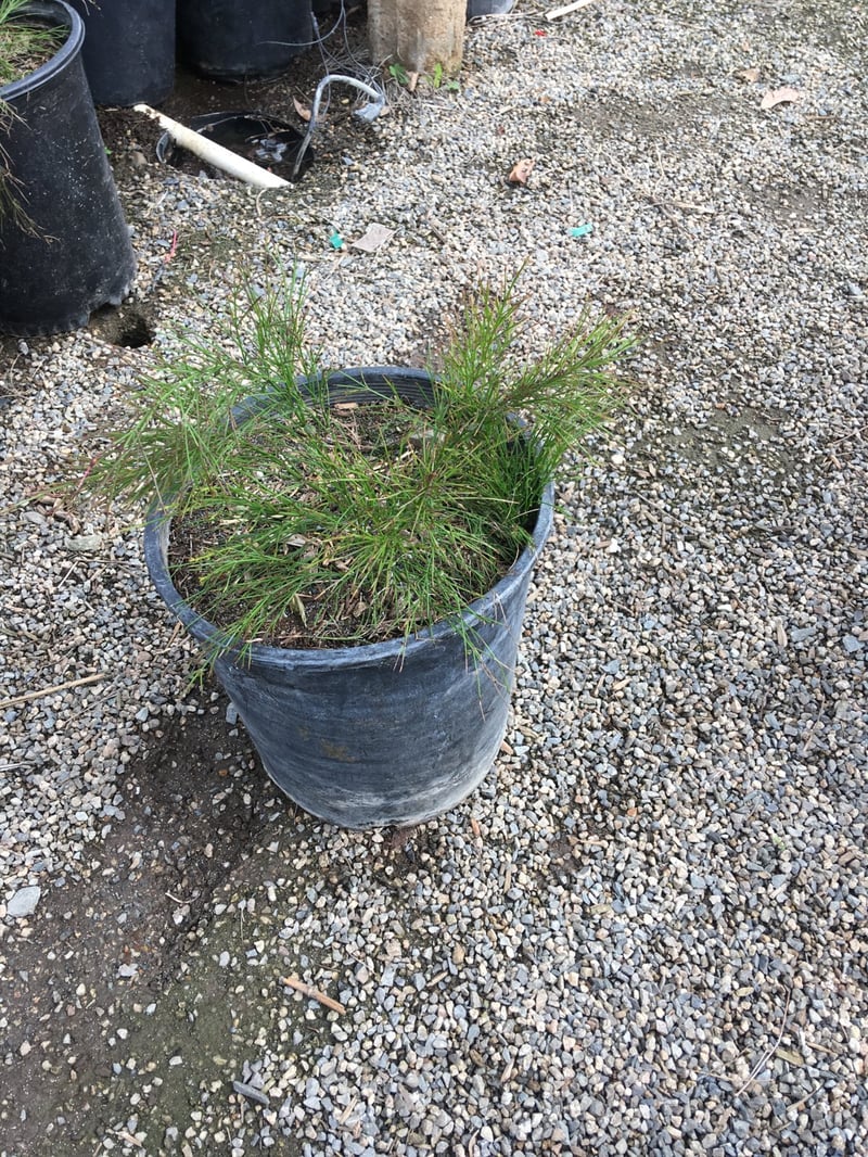 Photo for Russelia equisetiformis (Coral Fountain, Firecracker Plant)