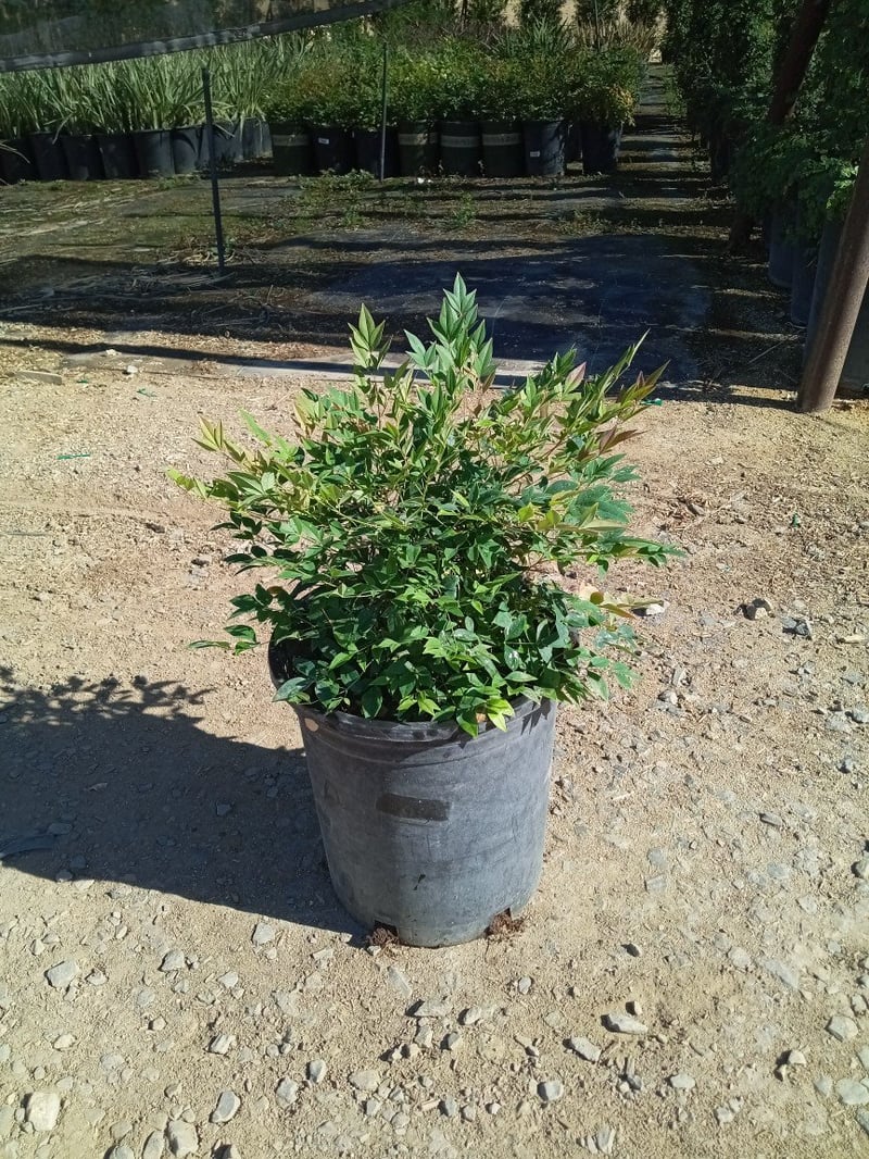 Photo for Nandina domestica 'Harbour Dwarf' (Heavenly Bamboo)